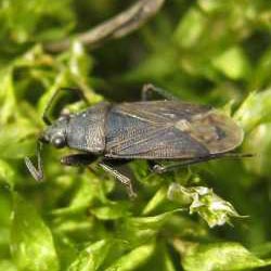 Peritrechus geniculatus